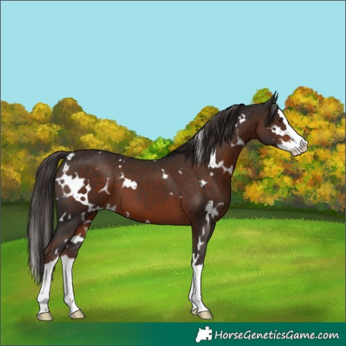 Horse Color:White Spotted Liver Chestnut Splash