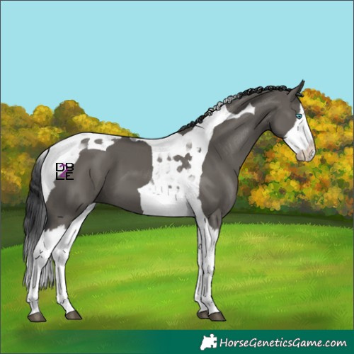 Horse Color:Grullo Splash Tobiano 