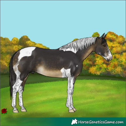 Horse Color:Buckskin Sabino Tobiano 