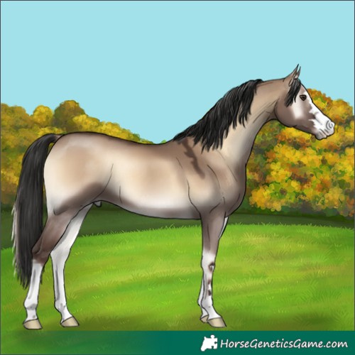 Horse Color:Liver Red Dun Onyx