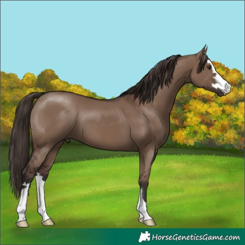 Horse Color:Liver Red Dun 