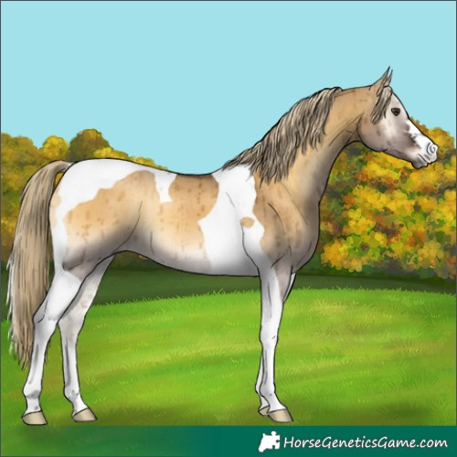 Horse Color:Chocolate Palomino Onyx Tobiano Brindle