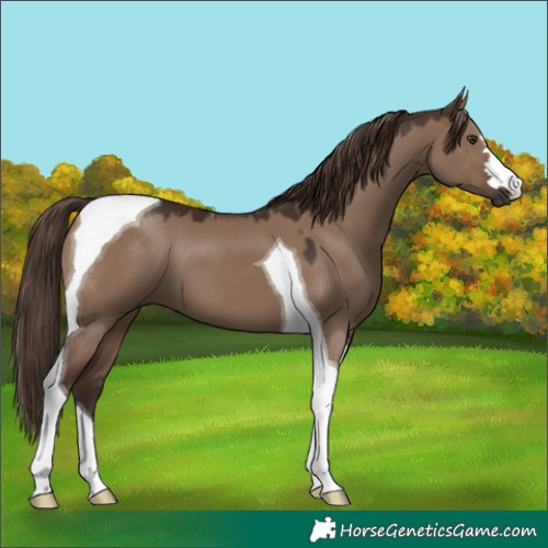 Horse Color:Liver Red Dun Tobiano