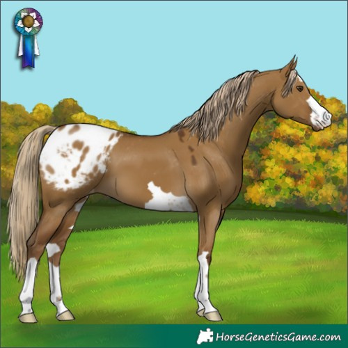 Horse Color:Chocolate Palomino Dun Appaloosa 