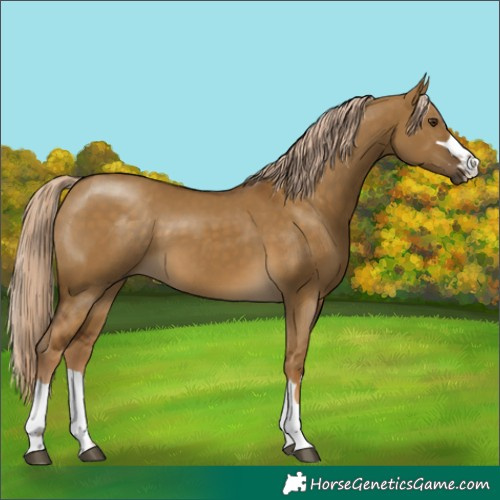 Horse Color:Chocolate Palomino Dun