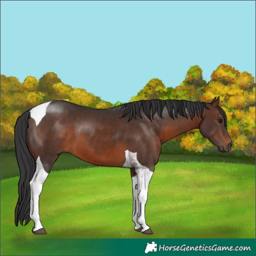 Horse Color:Brown Tobiano 