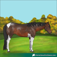 Horse Color:Brown Tobiano