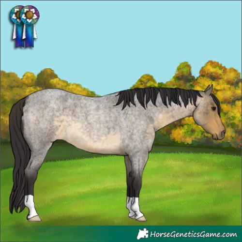 Horse Color:Buckskin Roan 