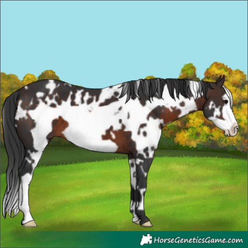 Horse Color:White Spotted Brown Frame 