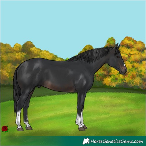 Horse Color:Brown Tobiano