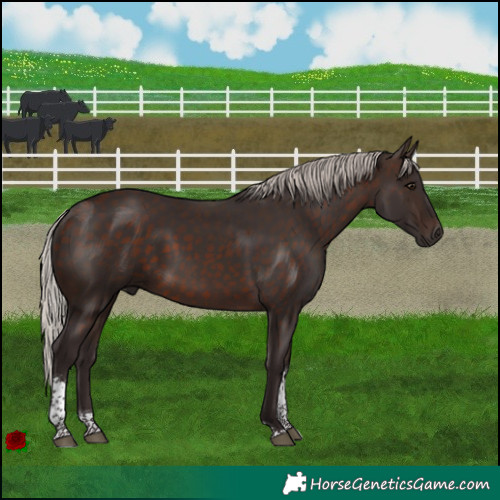 Horse Color:Silver Brown Tobiano 