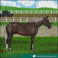 Horse Color:Silver Brown Tobiano 