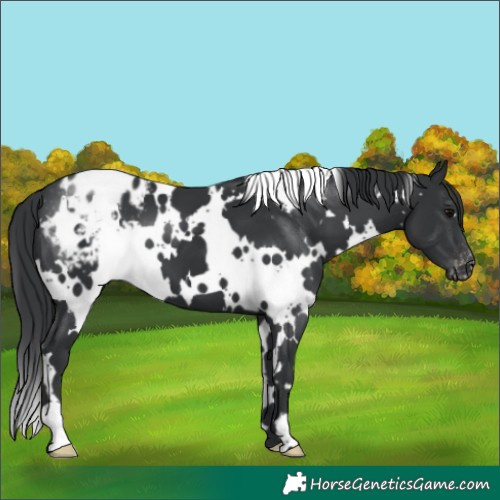 Horse Color:White Spotted Black Varnish 