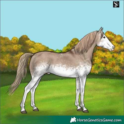 Horse Color:White Spotted Liver Red Dun 