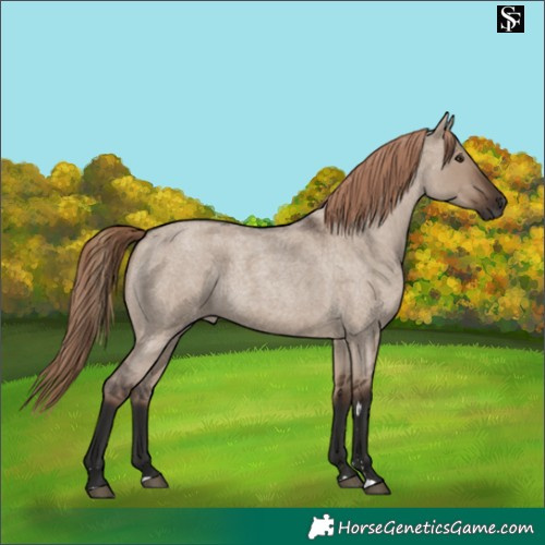 Horse Color:Liver Red Dun Roan