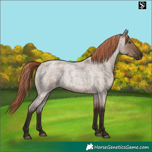 Horse Color:Liver Red Dun Roan