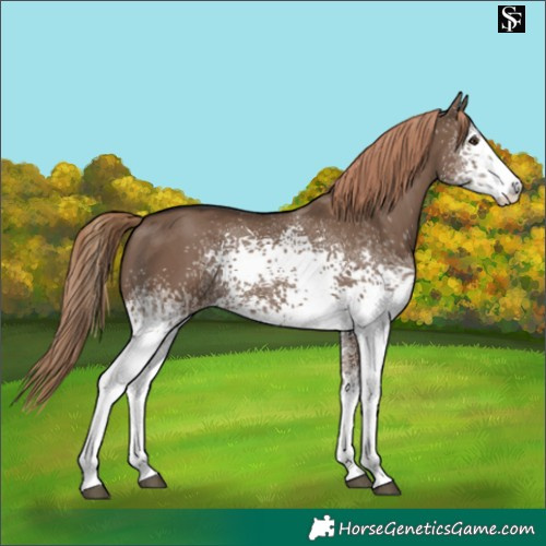 Horse Color:White Spotted Liver Red Dun