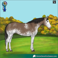 Horse Color:White Spotted Liver Red Dun 