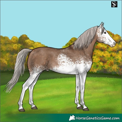 Horse Color:White Spotted Silver Brown Dun 