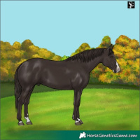 Horse Color:Liver Chestnut Splash