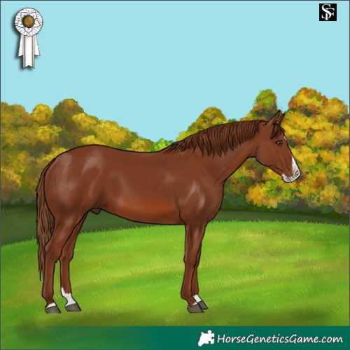 Horse Color:Chestnut Splash 