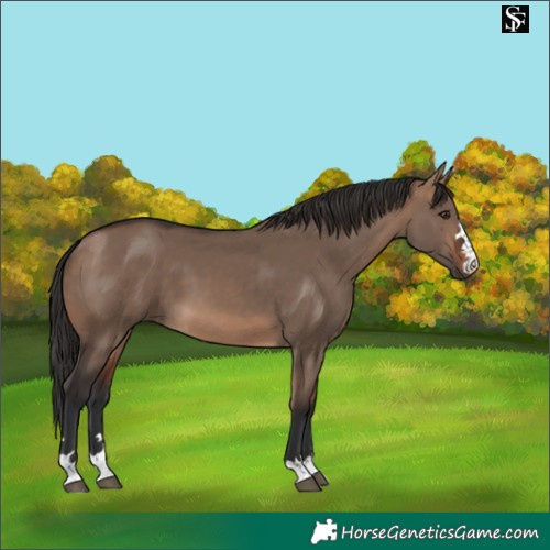 Horse Color:Brown Dun 
