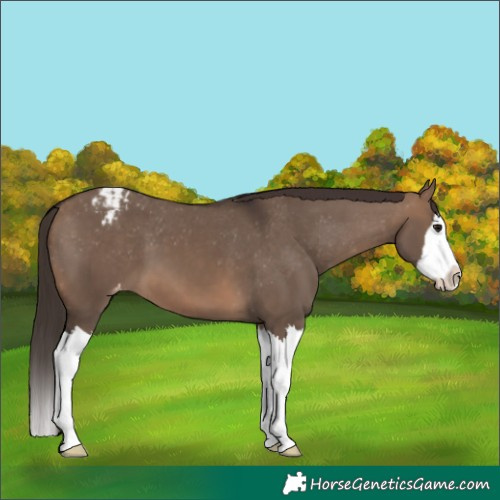 Horse Color:Brown Dun Splash Appaloosa 