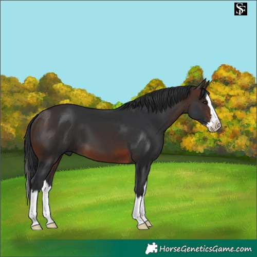 Horse Color:Brown Splash