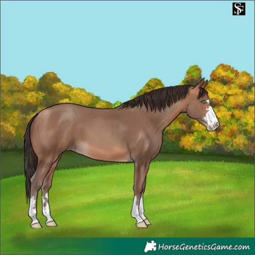 Horse Color:Amber Champagne 