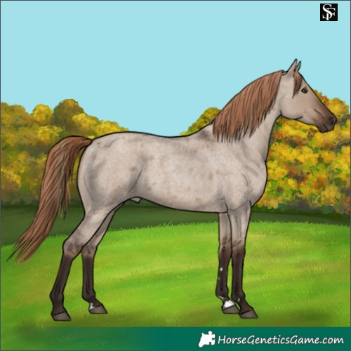 Horse Color:Liver Red Dun Roan 