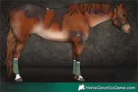 Horse Color:Brown Tobiano  and Chestnut 
