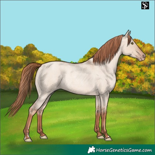 Horse Color:Gold Champagne Roan Dun