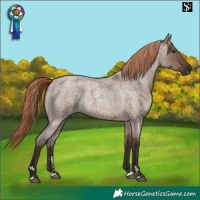 Horse Color:Liver Red Dun Roan