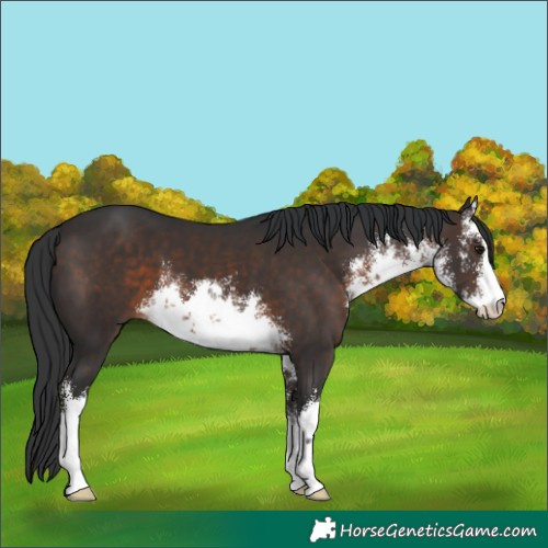 Horse Color:White Spotted Brown 