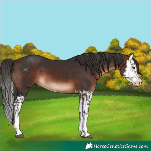 Horse Color:Brown and Brown Splash