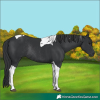 Horse Color:Black Tobiano Rabicano