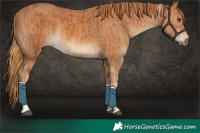Horse Color:Chestnut Tobiano  and Chestnut 