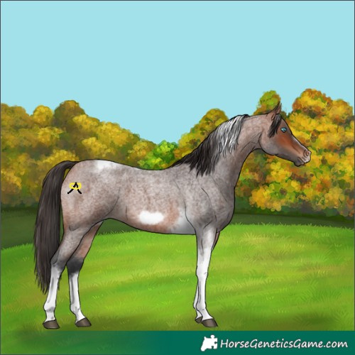 Horse Color:Bay Roan Tobiano Frame 