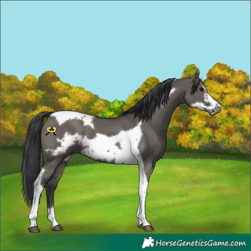 Horse Color:Grullo Tobiano Frame
