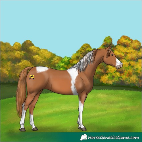 Horse Color:Chestnut Tobiano Frame