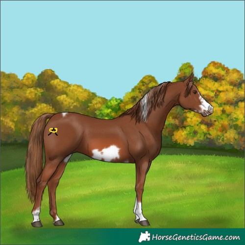 Horse Color:Chestnut Tobiano Frame 