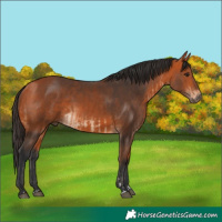 Horse Color:Bay  and Bay 