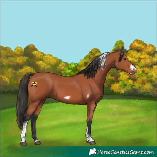 Horse Color:Bay Tobiano Frame 