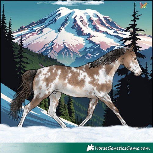 Horse Color:White Spotted Liver Red Dun Sabino Rabicano