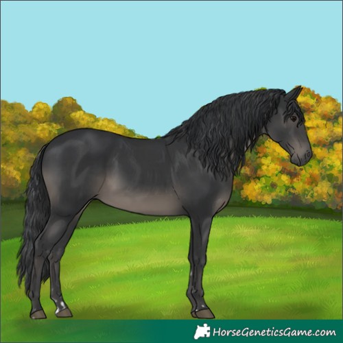 Horse Color:Black and Black