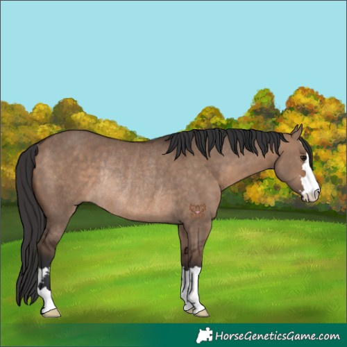 Horse Color:Brown Dun Rabicano
