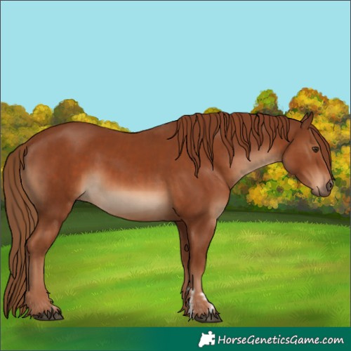 Horse Color:Chestnut and Chestnut