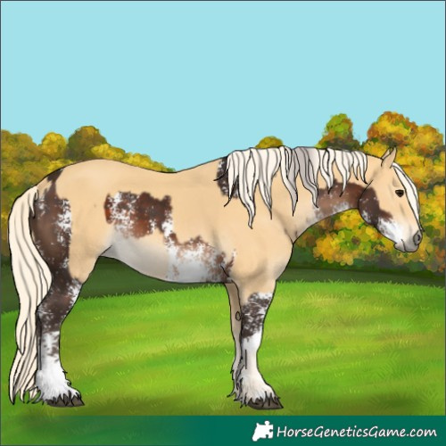 Horse Color:Silver Brown Sabino  and Palomino 
