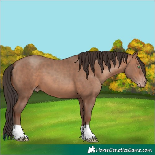 Horse Color:Sable Champagne