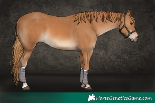 Horse Color:Chestnut  and Chestnut 